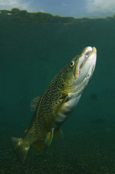 A Capernwray Brown Trout.  10-17mm lens with twin strobes... by Paul Colley 